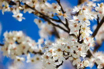 Closeup white cherry tree blossom against a blue sky