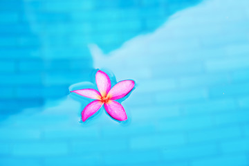 Pink frangipani in swimming pool with turquoise water