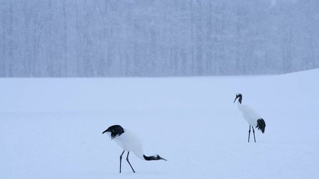雪が降る雪原に丹頂鶴