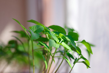 Little plants, seedlings