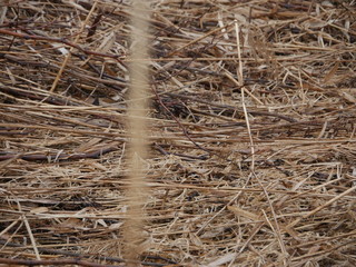 dry grass	