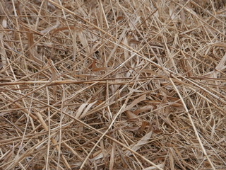dry grass	