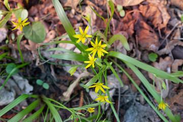 Blooming yellow star of Bethlehem (Gágea lútea) in the forest
