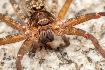 Macro of large Australian huntsman spider, spassaridae, in tropical rainforest
