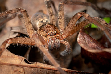 Macro of large Australian huntsman spider, spassaridae, in tropical rainforest