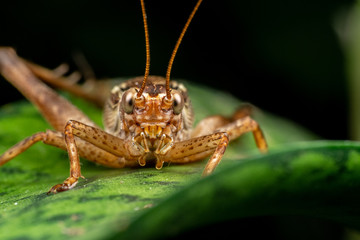 Close up of true cricket adult, Cardiodactylus novaeguineae, in tropical rainforest