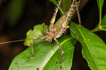 Green camouflaged spiny katydid (Phricta spinosa) in tropical rainforest
