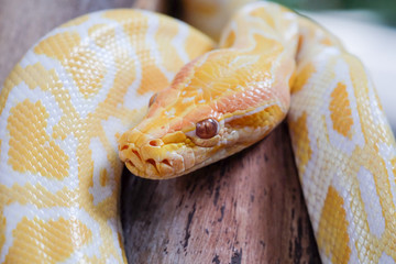 Fototapeta premium python snake 