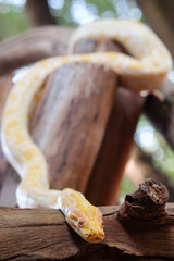 python snake 