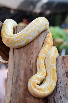 python snake 