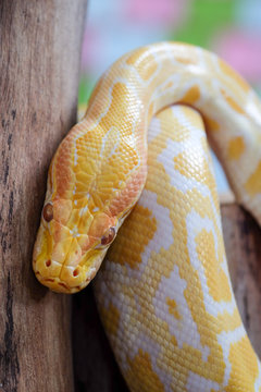 python snake 