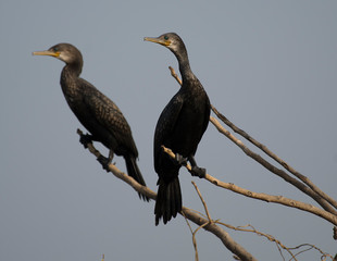 Great Cormorant