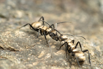 Polyrachis sp. spiny ants fighting
