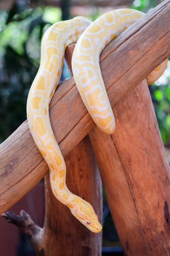 python snake 