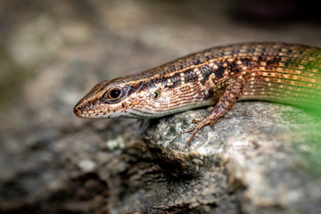 Rainbow skink, Carlia rubrigulosa, Queensland, Australia