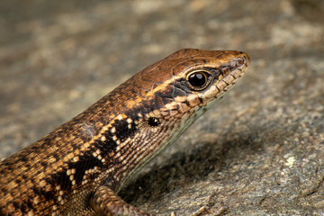 Rainbow skink, Carlia rubrigulosa, Queensland, Australia