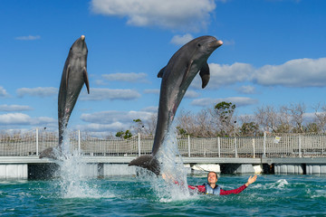 Jumping dolphins. Woman  swimming with dolphins in blue water.