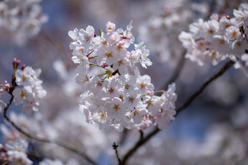 桜