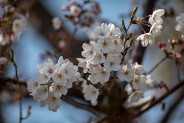 Fototapeta premium 桜