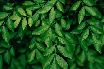Fototapeta premium Close up rain drop on green leaves in the rainy season and evening time.Green leaf and water drop at the garden on dark tone.Soft and selective focus.