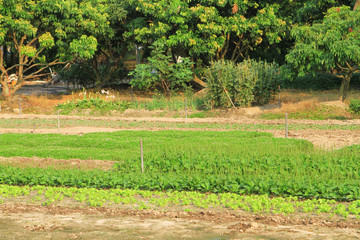 a Rows of plants in a farmers field