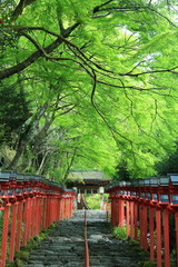 Kifune shrine(貴船神社）
