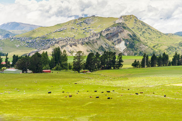 Green grass field and mountain view, scenic places near Castle Hill, Arthur's Pass National Park, New Zealand.