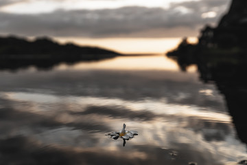 Frangipani floating on water with reflection