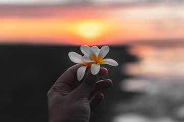 hand with frangipani on background of sunset