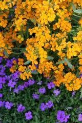 Obraz premium Garten