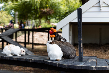 Cute rabbits eating carrots