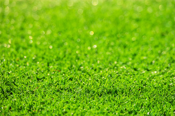 Fototapeta premium Green grass field, natural green blur background and foreground.