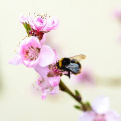 Hummel auf einer Pfirsichblüte