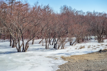  Frozen trees, ice on the river Sarma