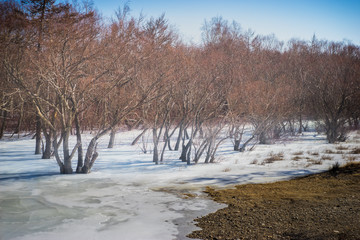  Frozen trees, ice on the river Sarma