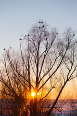 silhouette of tree and birds