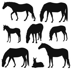 Set of different horses silhouettes. Herd of grazing horses, mares, stallion, foals - obrazy, fototapety, plakaty