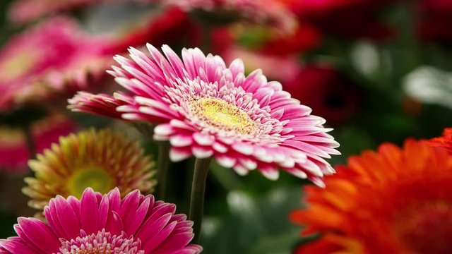 Beautiful colorful pink transvaal daisies flowers bloom in spring garden.Decorative gerbera flower blossom in springtime.Beauty of nature .Vibrant natural colors
