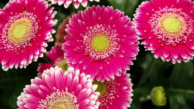 Beautiful colorful pink transvaal daisies flowers bloom in spring garden.Decorative gerbera flower blossom in springtime.Beauty of nature .Vibrant natural colors