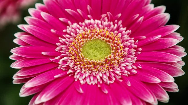 Beautiful colorful pink transvaal daisies flowers bloom in spring garden.Decorative gerbera flower blossom in springtime.Beauty of nature .Vibrant natural colors