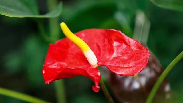 Unique Anthurium flower in botanical garden.Tropical red Flamingo Flower or Tailflower grow in greehouse.Exotic Laceleaf plant on green background.Rare flowers in hothouse