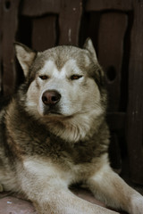portrait of dog grey alaskan malamute