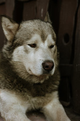 portrait of dog grey alaskan malamute