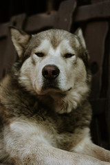portrait of dog grey alaskan malamute