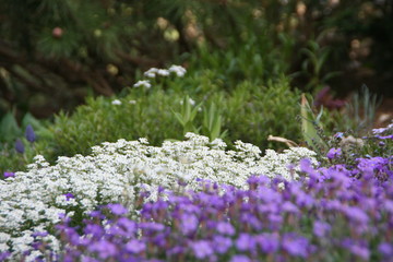 Gartenblumen