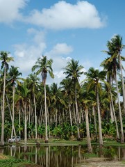Naklejka na ściany i meble Tall palm trees with reflection in water, Nusa Penida island near Bali, Indonesia