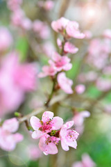 Obraz premium beautiful peach blossoms in spring