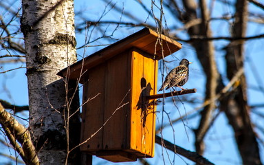 Starling bird returned