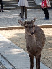 奈良公園　日本