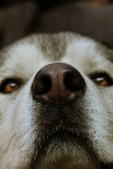 portrait of dog grey alaskan malamute. dog nose close up, selective focus